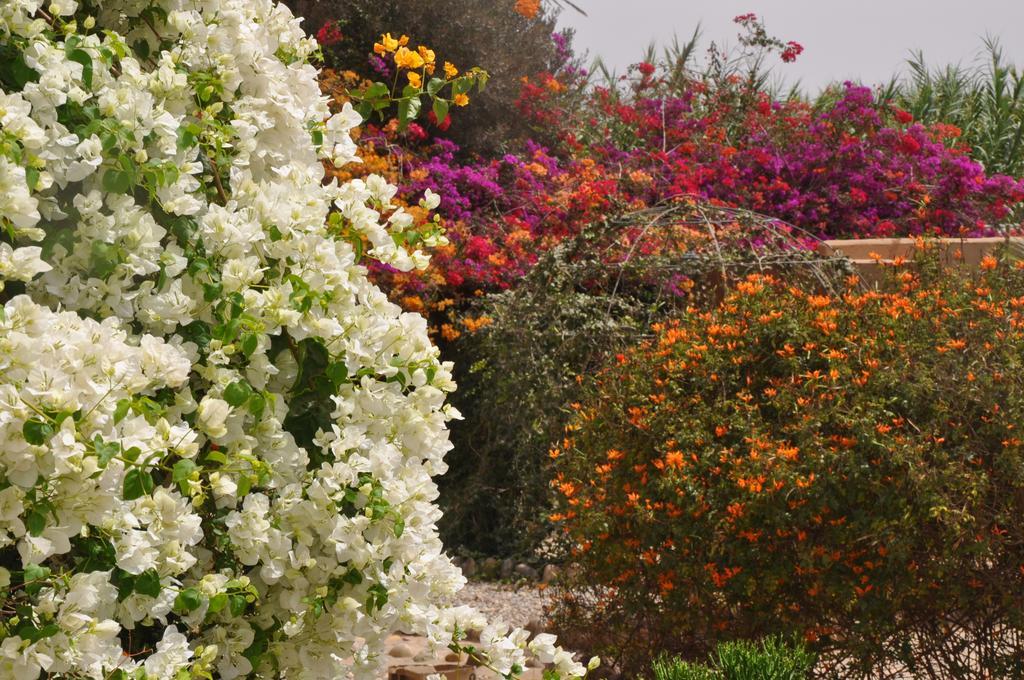 La Palmeraie De Massa Zaouit Massa Ngoại thất bức ảnh